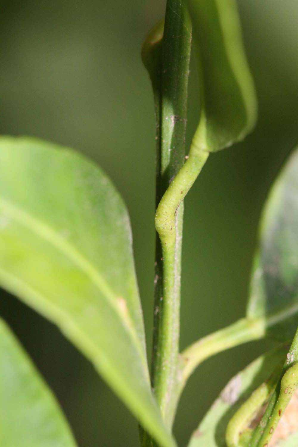            First year twig (Riverside, CA)   